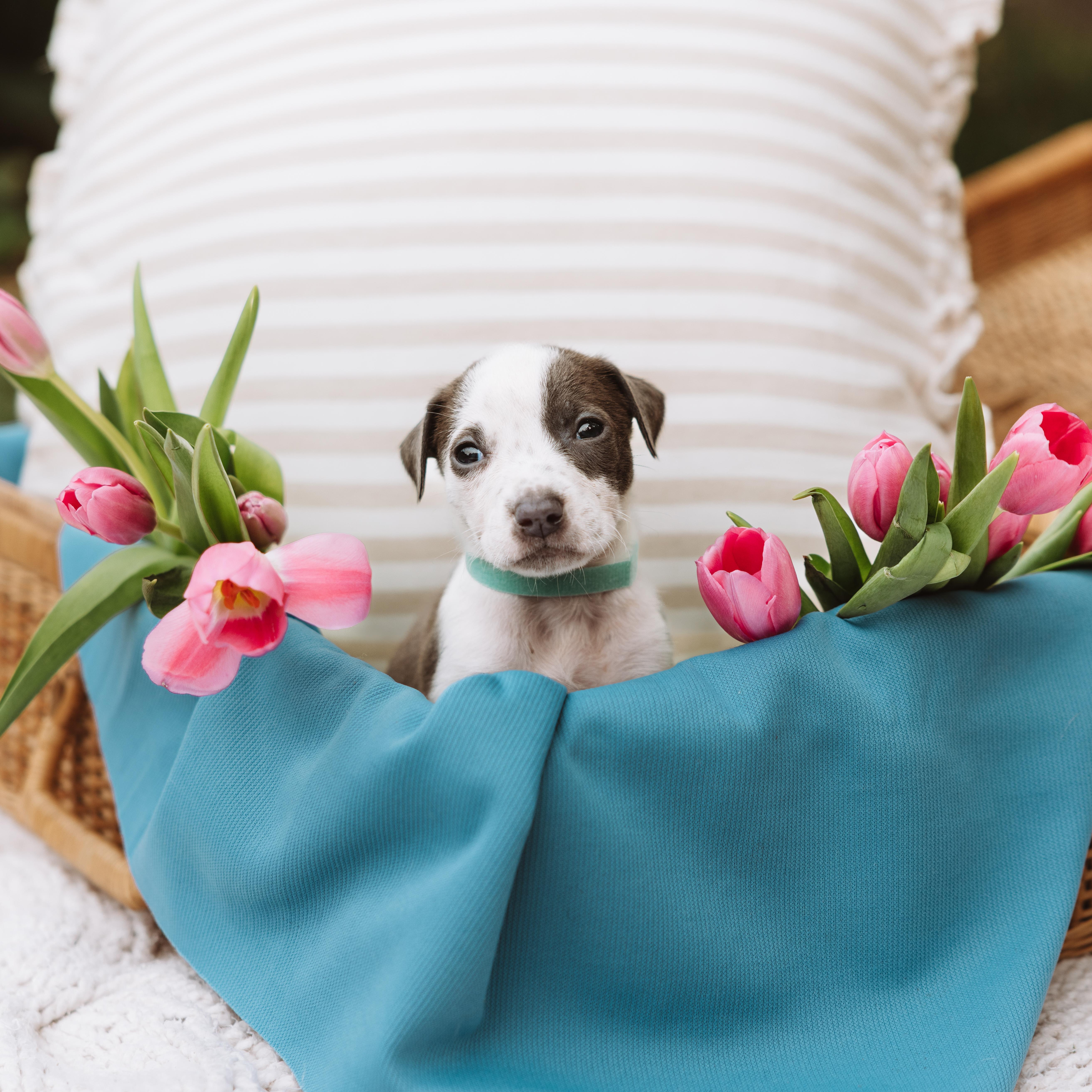A baby medium-sized male Gray / Blue / Silver Pointer dog named Cowboy for adoption in Spring, TX