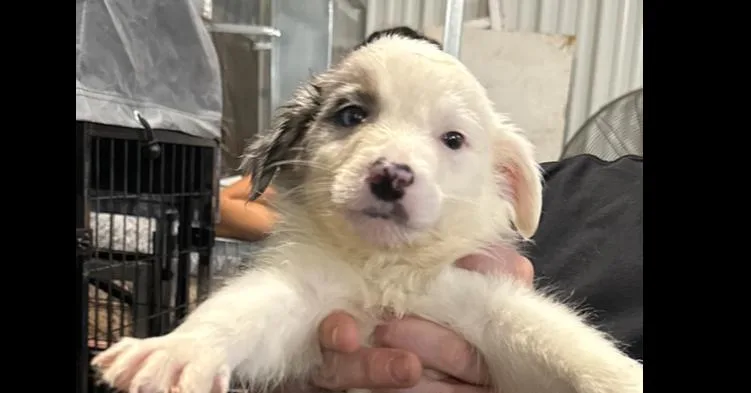 A baby small-sized male White / Cream Border Collie dog named Tanner for adoption in Papillion, NE