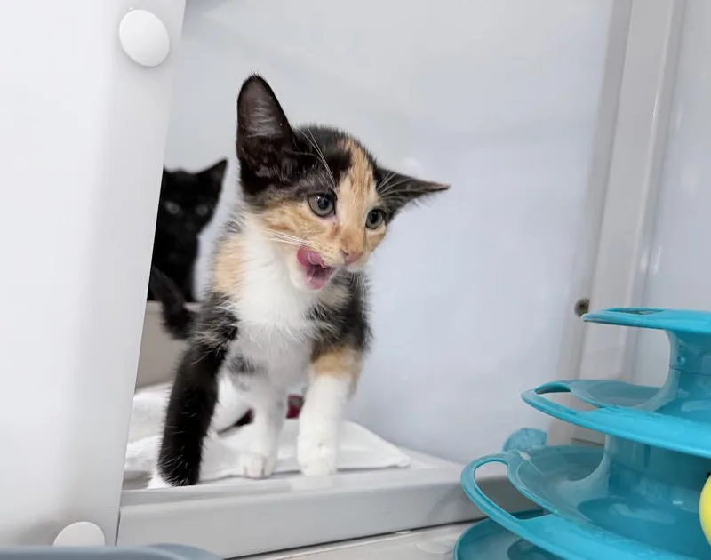 A baby medium-sized female Domestic Short Hair cat named Mandalay for adoption in Raleigh, NC