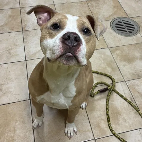 An adult large-sized male Pit Bull Terrier dog named Mister for adoption in Troutdale, OR