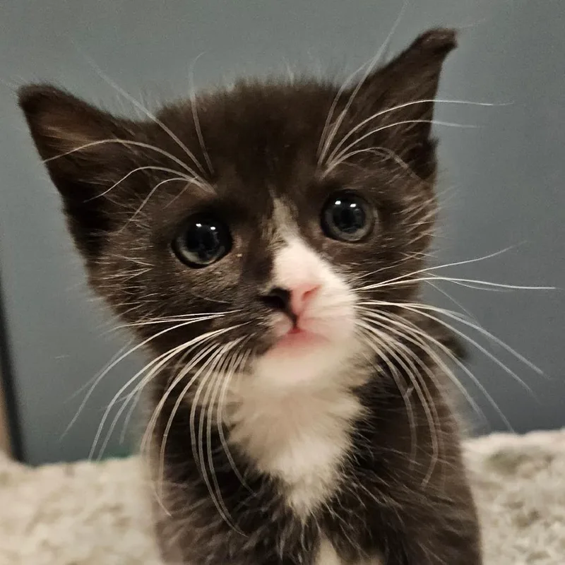A baby small-sized male Black Domestic Short Hair cat named Dr. Conners for adoption in Newark, NJ