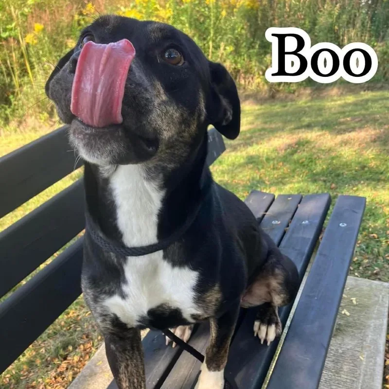 An adult medium-sized female Black Cattle Dog dog named Boo for adoption in Binghamton, NY