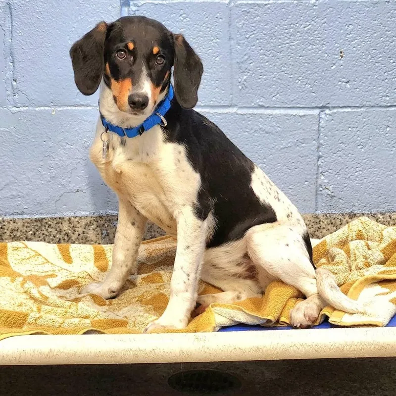 A baby medium-sized female Black Beagle dog named Goldie Pup: Kate for adoption in Falls Church, VA