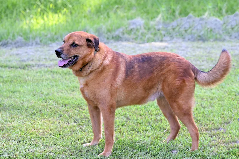 Ziggy  Such A thumbnail 2