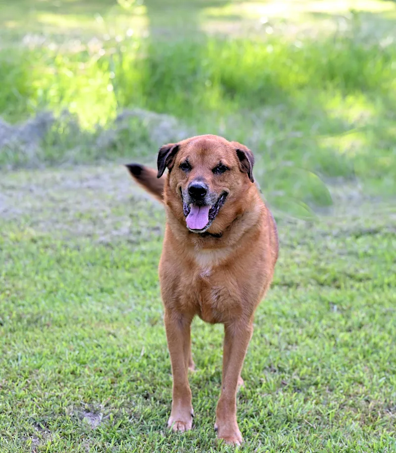 Ziggy  Such A thumbnail 4