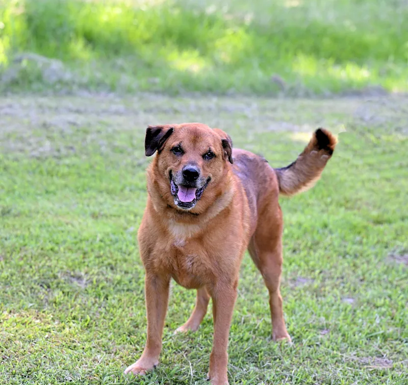 Ziggy  Such A thumbnail 5