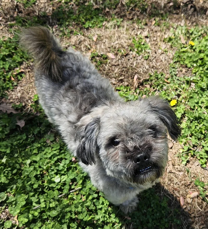 An adult small-sized male Shih Tzu dog named Chico for adoption in Mount Pleasant, NC