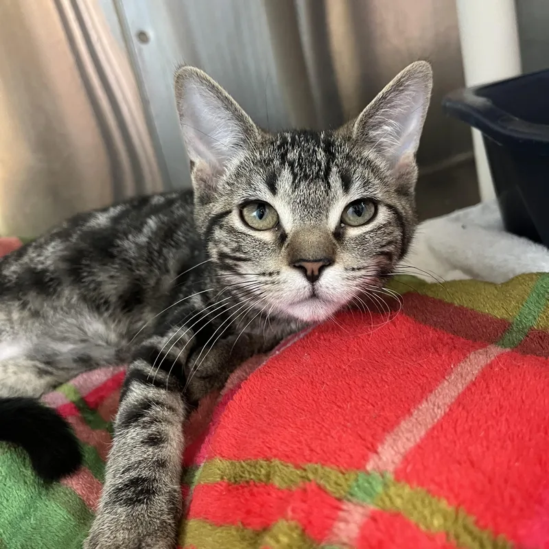A baby medium-sized female Tabby (Gray / Blue / Silver) Domestic Short Hair cat named Dilophosaurus for adoption in Brookings, SD