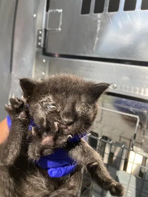 A baby small-sized male Domestic Short Hair cat named Rudy for adoption in Dallas, TX