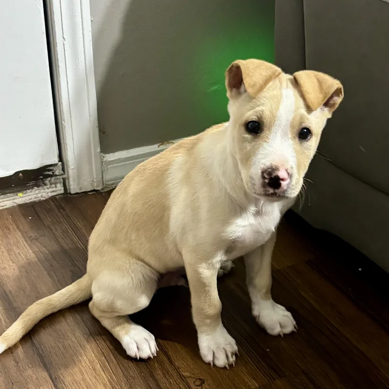 A baby medium-sized male White / Cream Labrador Retriever dog named Pecos for adoption in Houston, TX