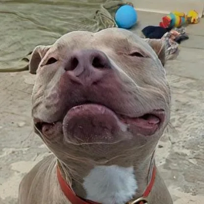 An adult medium-sized male Gray / Blue / Silver Mixed Breed dog named Walker for adoption in Ashtabula, OH