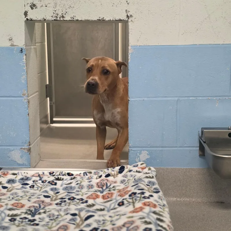 An adult medium-sized male Apricot / Beige Pit Bull Terrier dog named Duke for adoption in Chattanooga, TN
