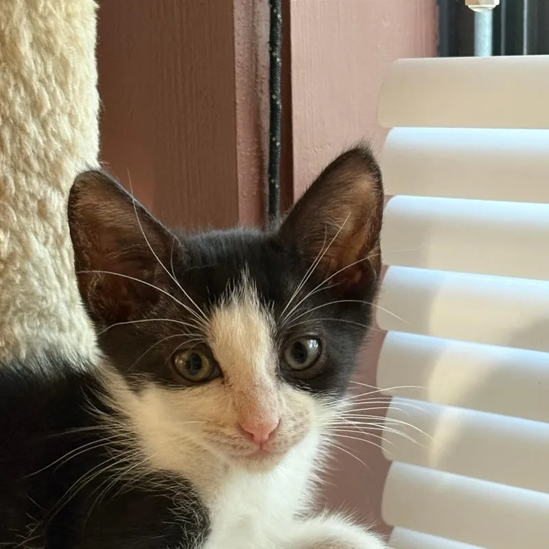 A baby small-sized female Domestic Short Hair cat named Sylvia for adoption in League City, TX