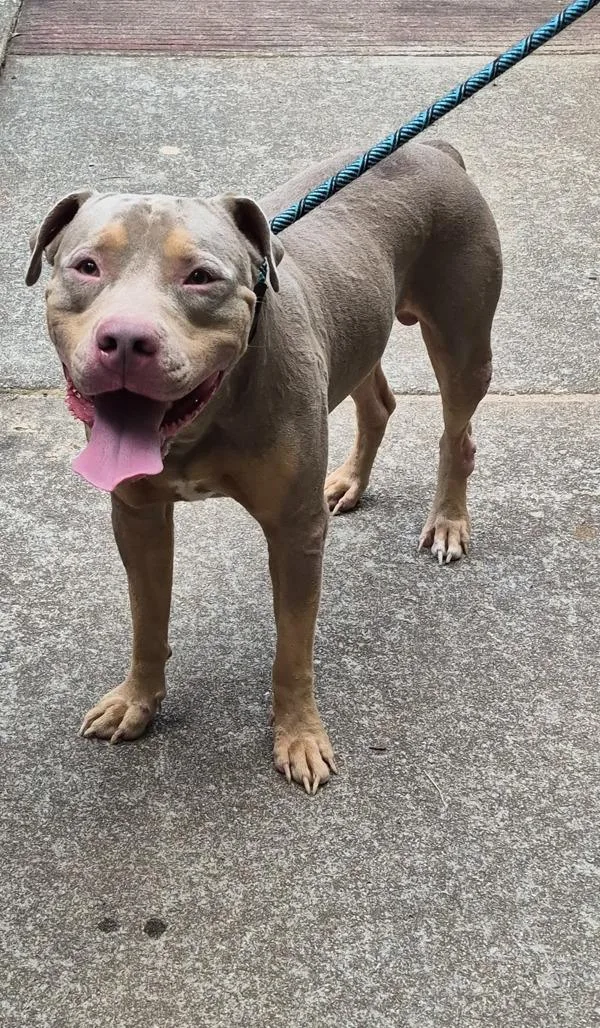 An adult large-sized male Pit Bull Terrier dog named Pen Ic for adoption in Lawrenceville, GA