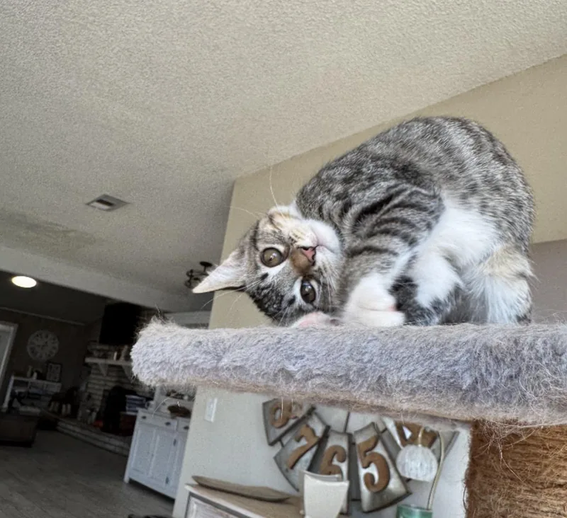 A baby medium-sized male Tabby (Gray / Blue / Silver) Tabby cat named Charley for adoption in Murrieta, CA