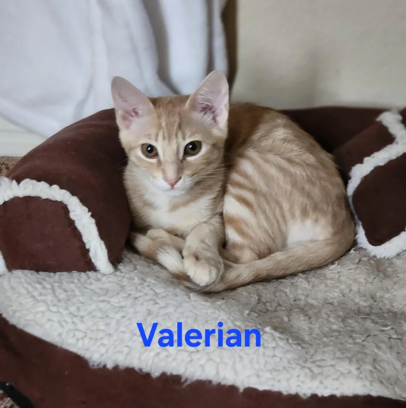 A young medium-sized male Orange / Red Domestic Short Hair cat named Shiso & Valerian for adoption in Dripping Springs, TX