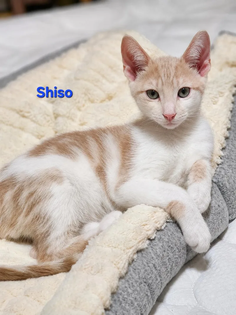 Shiso & Valerian thumbnail 2