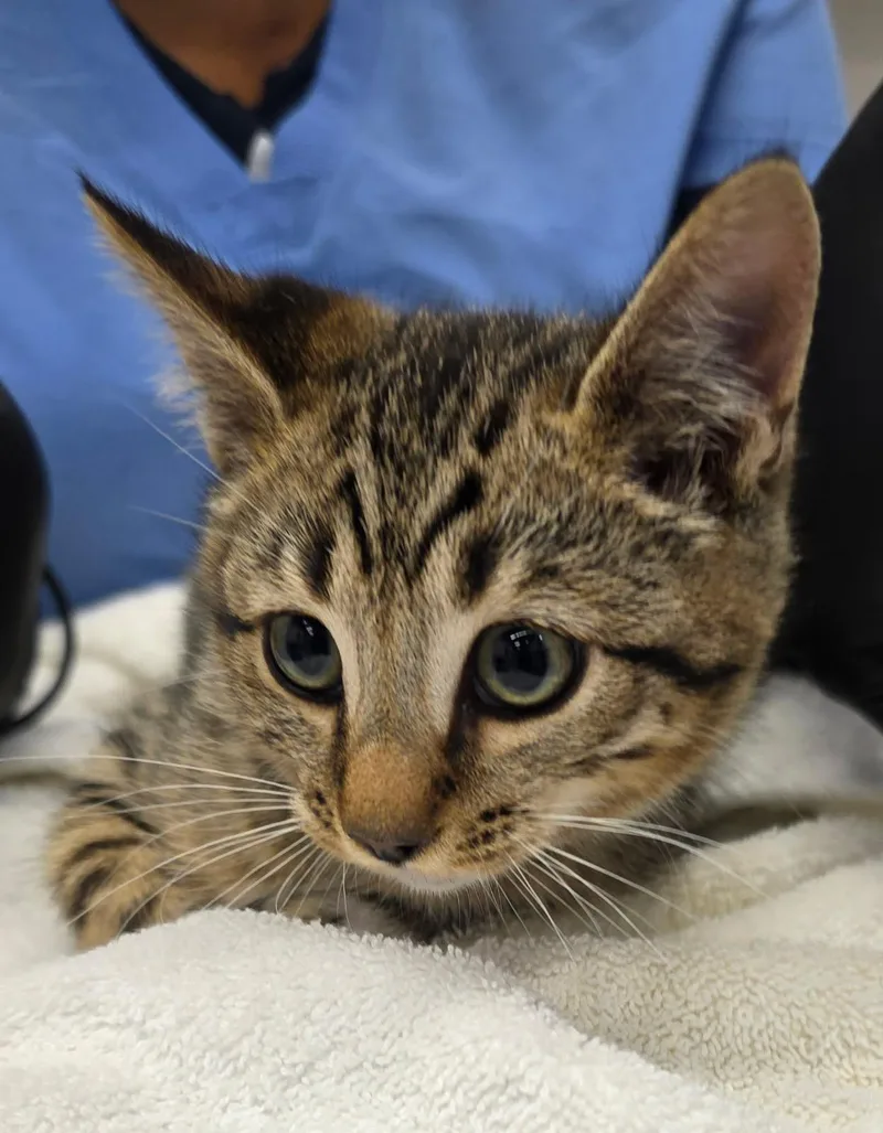 A baby medium-sized male Gray & White Tabby cat named Philly for adoption in Marina del Rey, CA
