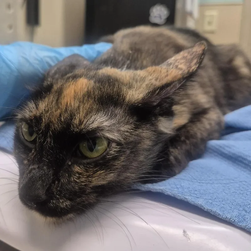 An adult medium-sized female Tortoiseshell Domestic Short Hair cat named Empanada for adoption in Tacoma, WA