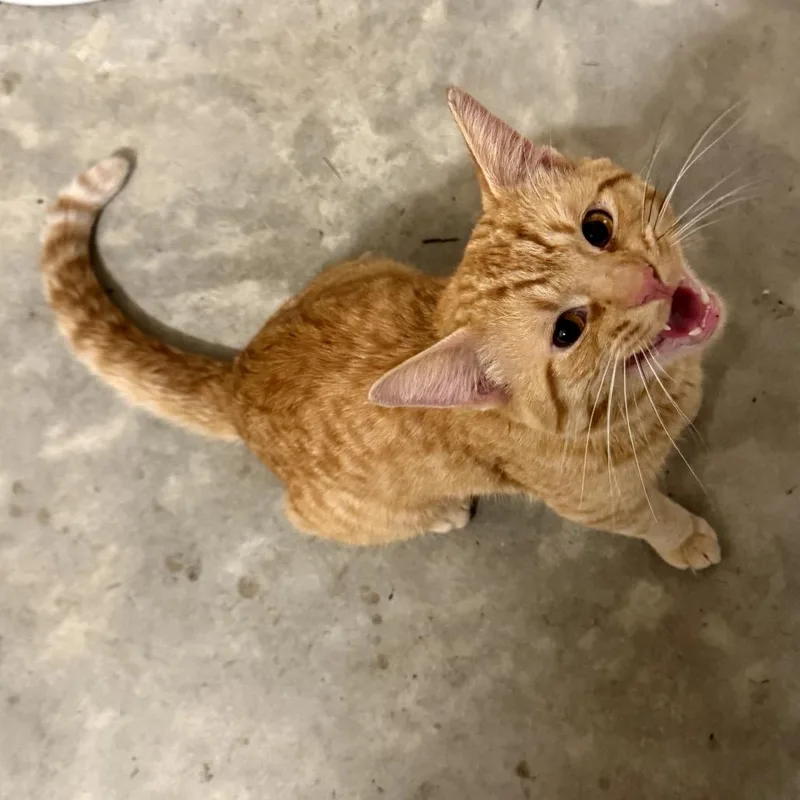 An adult small-sized male Orange / Red Domestic Short Hair cat named Lemony Snicket for adoption in Granville, OH