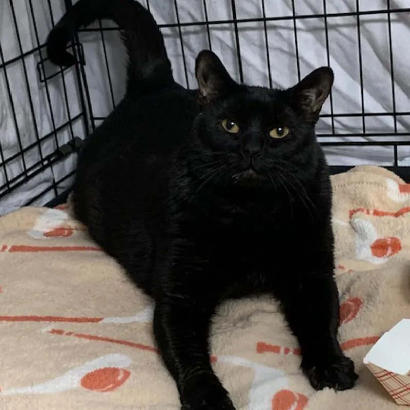 An adult large-sized female Black Domestic Short Hair cat named NCI Khaleesi for adoption in Port Washington, NY