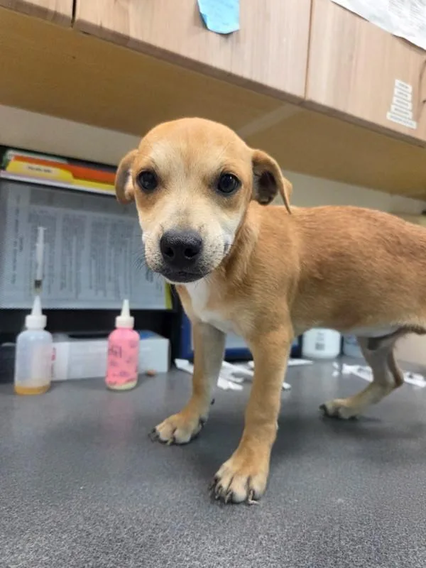 A baby large-sized male Shepherd dog named Santiago for adoption in Kennewick, WA