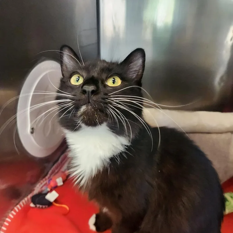 An adult medium-sized female Black Domestic Long Hair cat named Oreo for adoption in Brockton, MA