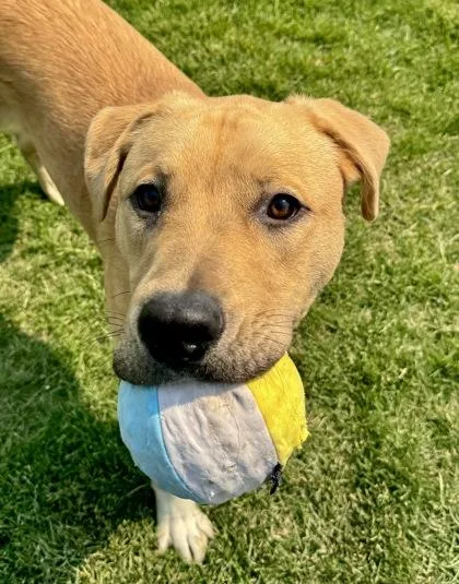An adult large-sized male Mixed Breed dog named Gotti Appointment Only for adoption in Missoula, MT