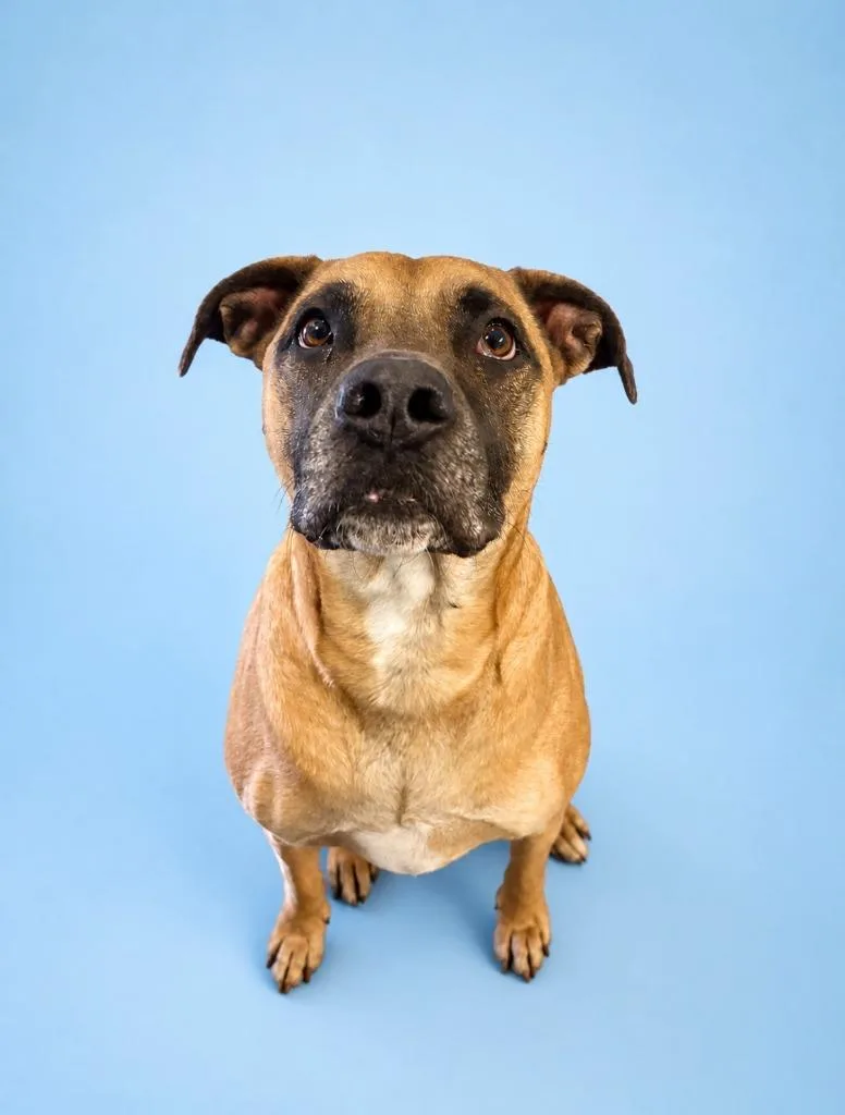 An adult medium-sized male Mixed Breed dog named Obie for adoption in Rock Springs, WY