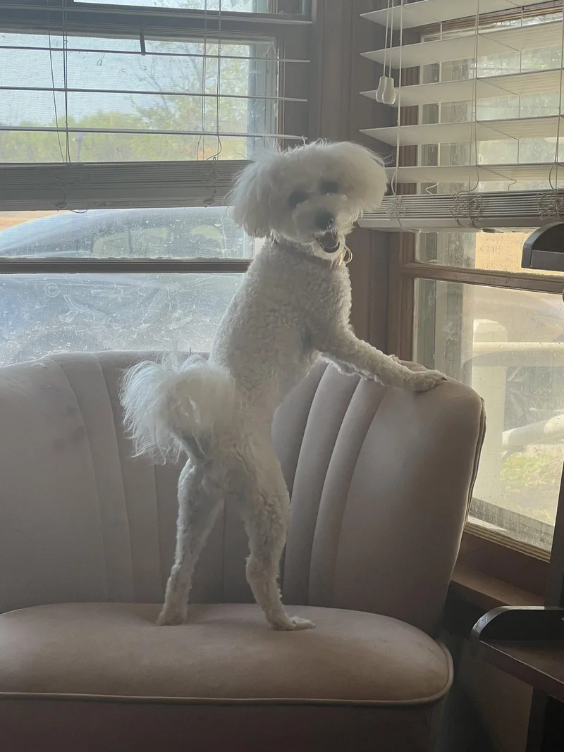 An adult small-sized female Bichon Frise dog named Mila for adoption in Bangs, TX