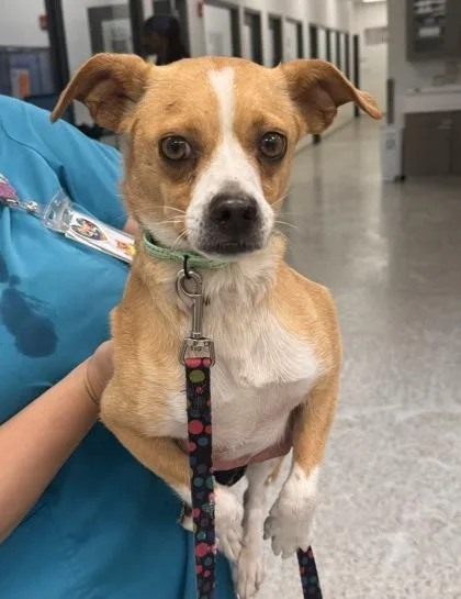 An adult small-sized female Yellow / Tan / Blond / Fawn Mixed Breed dog named Hazel for adoption in Kansas City, MO