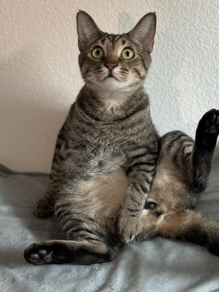 Simba Lloyd thumbnail 2