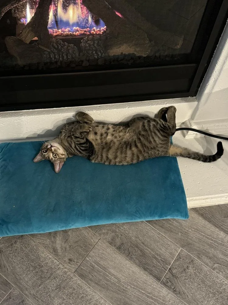 Simba Lloyd thumbnail 4