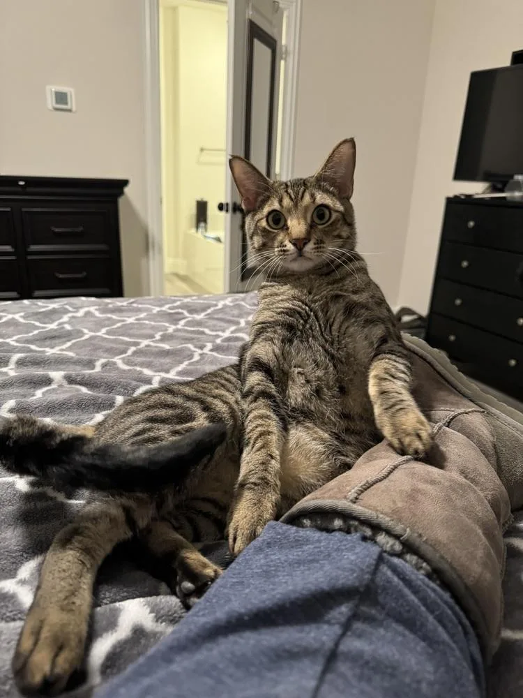 Simba Lloyd thumbnail 5