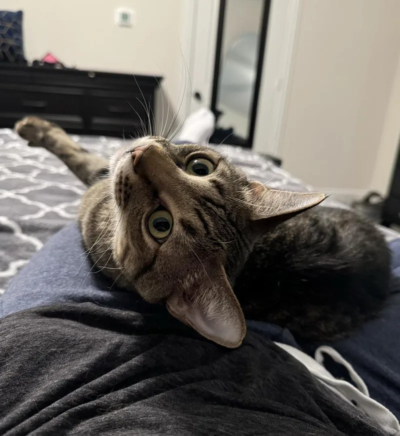 Simba Lloyd thumbnail 6