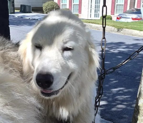 An adult large-sized female Great Pyrenees dog named Ic for adoption in Lawrenceville, GA