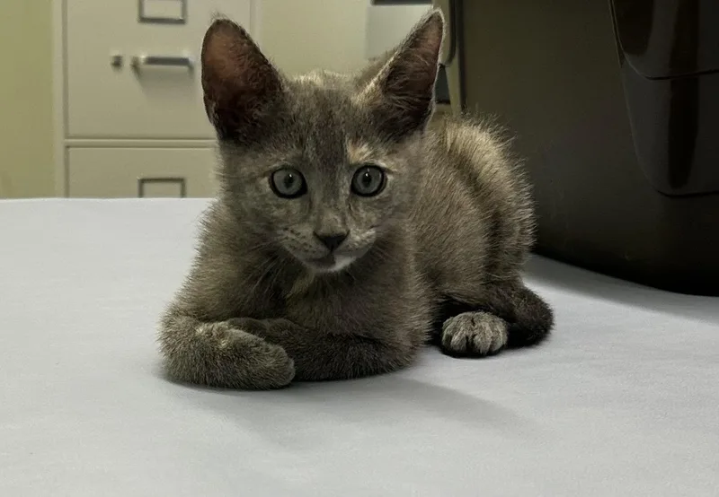 A young medium-sized female Dilute Tortoiseshell cat named Shasta for adoption in Hammond, LA