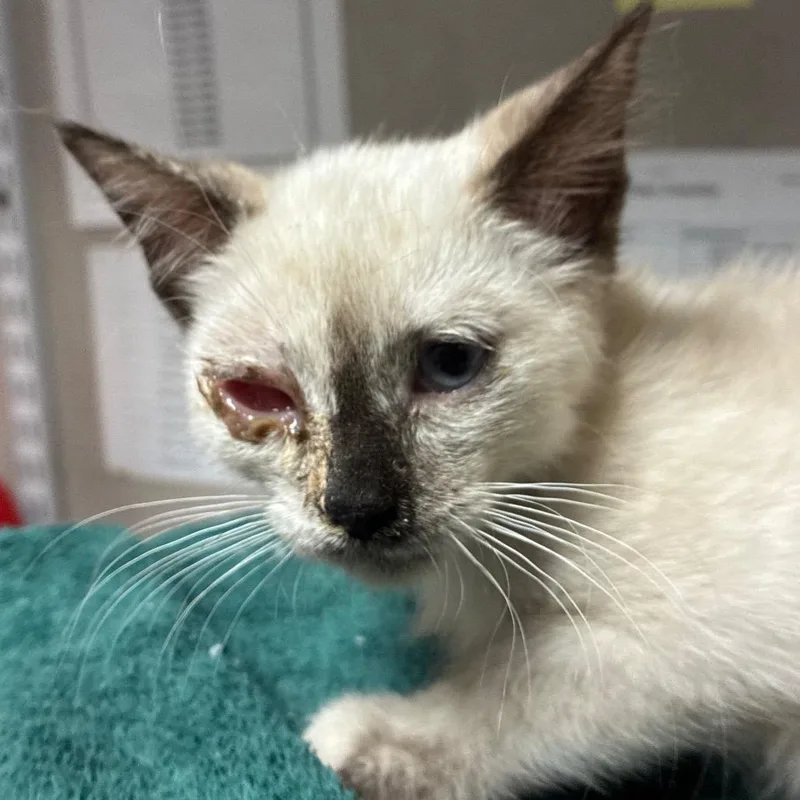 A baby small-sized female Seal Point Siamese cat named Clover for adoption in Yuma, AZ