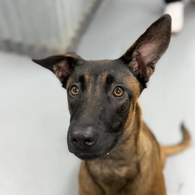 A young medium-sized female Black Belgian Shepherd / Malinois dog named Dottie for adoption in Stagecoach, NV