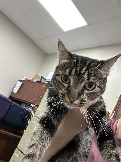 An adult medium-sized female Domestic Short Hair cat named Momma for adoption in Pasadena, TX