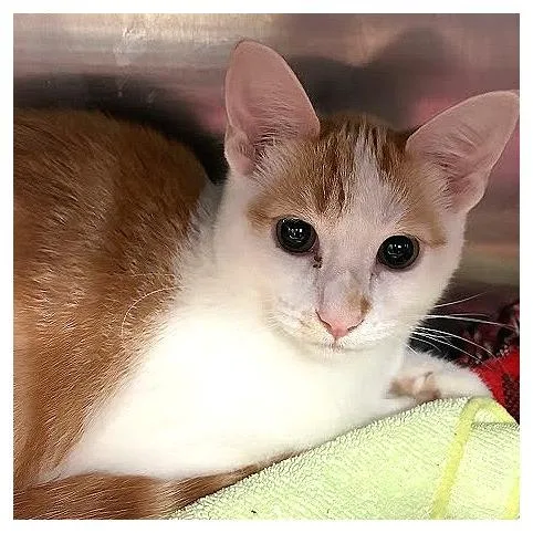 A baby small-sized female Orange / Red Domestic Short Hair cat named Angela Basket for adoption in Los Angeles, CA