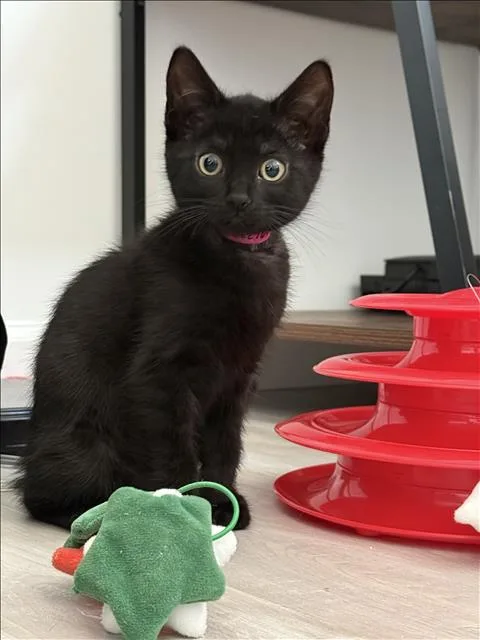 A baby small-sized female Domestic Short Hair cat named Komori for adoption in Van Nuys, CA
