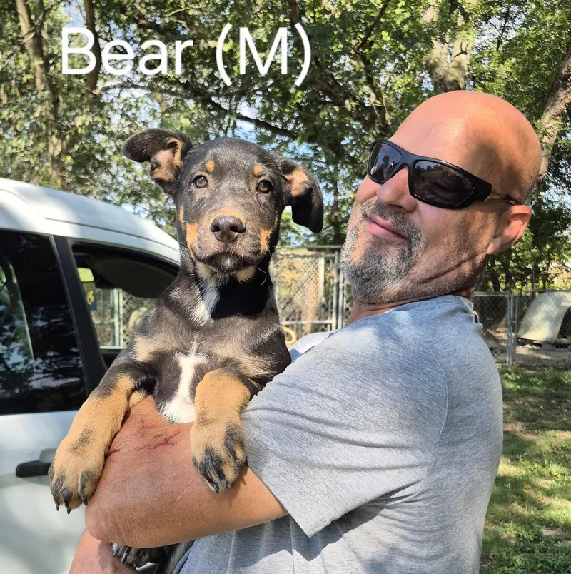Bear