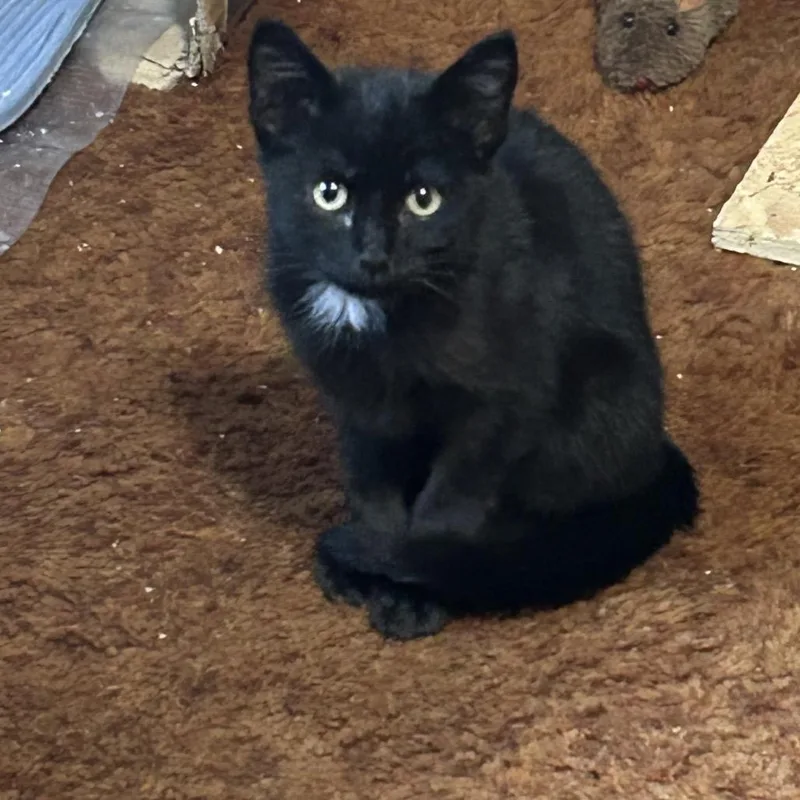 A baby medium-sized male Black Domestic Short Hair cat named Charlie for adoption in Blackfoot, ID