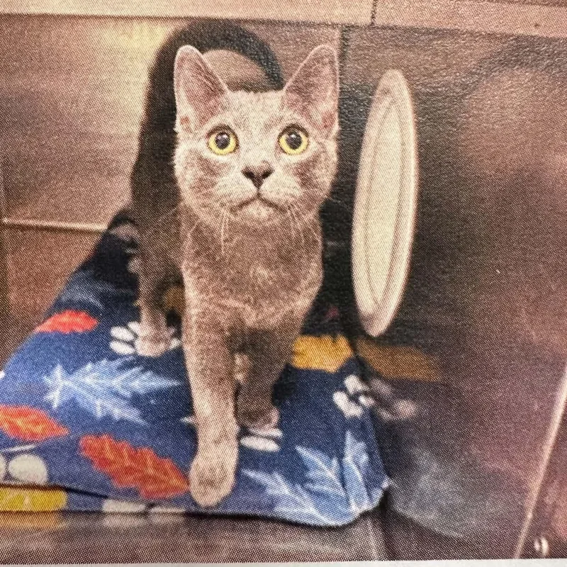 A baby small-sized male Gray / Blue / Silver Domestic Short Hair cat named Flint for adoption in Antioch, CA