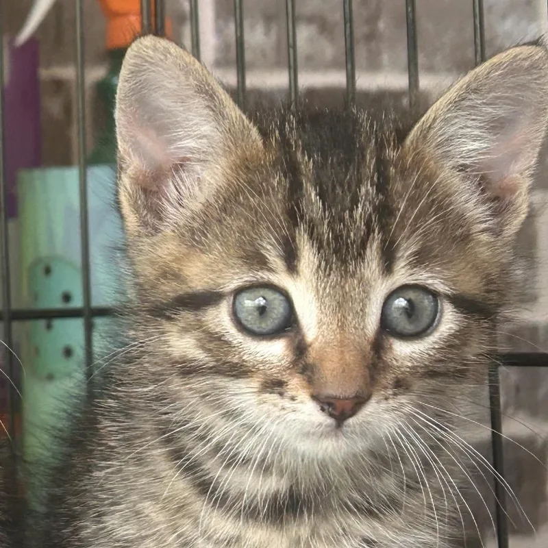 A young small-sized male Domestic Medium Hair cat named Jack for adoption in mount vernon, AR