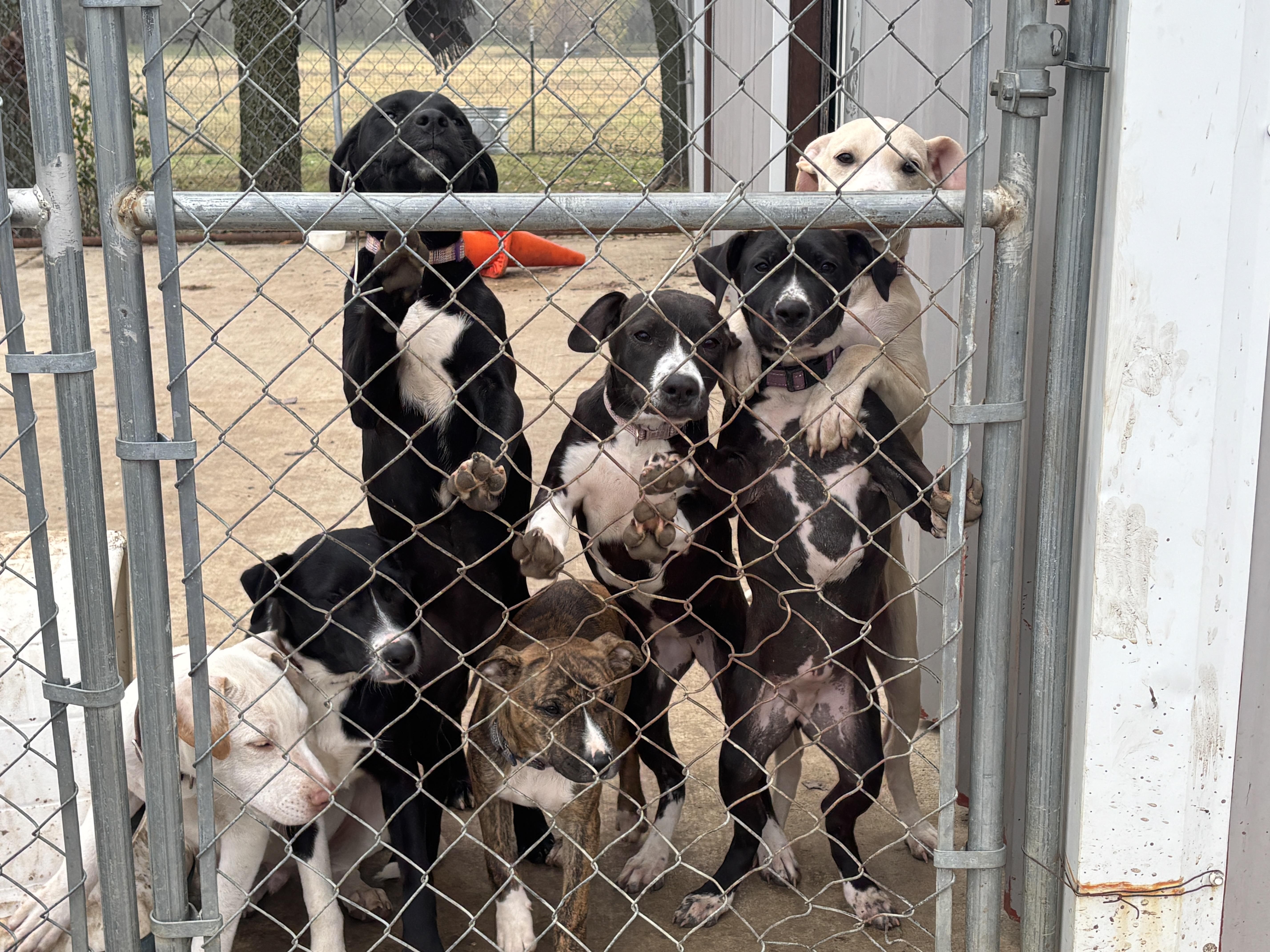 Puppies From Texas thumbnail 2