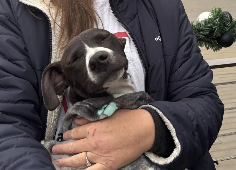 Puppies From Texas thumbnail 3