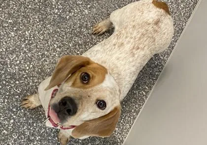 A senior medium-sized female Basset Hound dog named Pumpkin for adoption in Voorhees, NJ