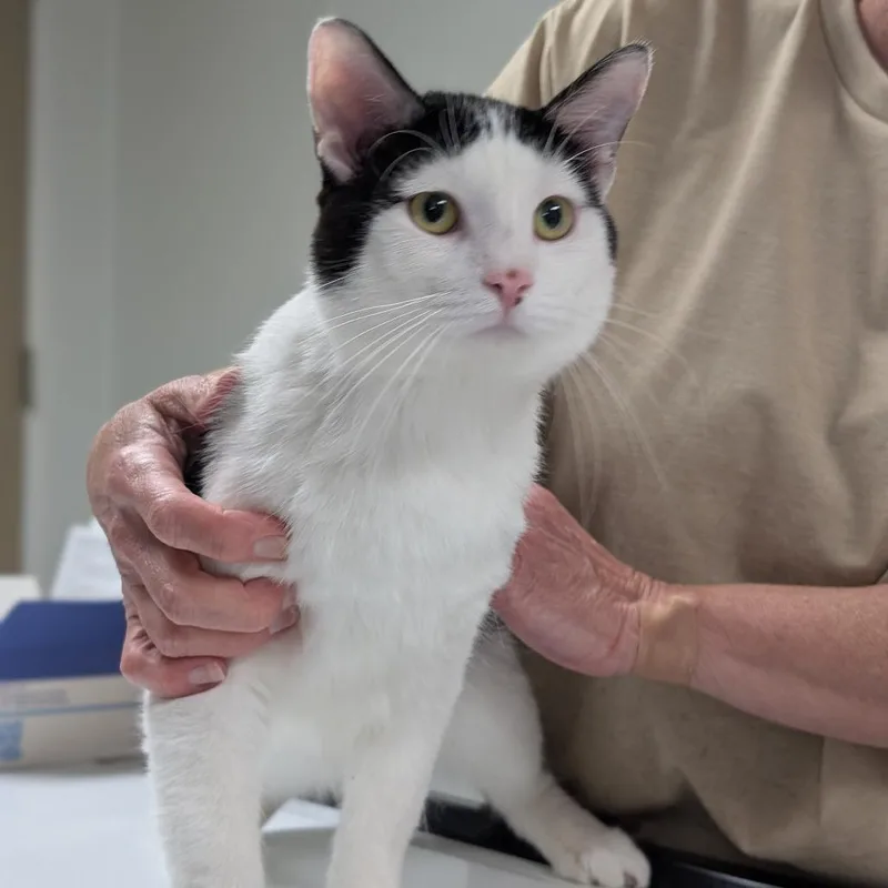 A young large-sized male Black Domestic Short Hair cat named Dice for adoption in Canton, IL